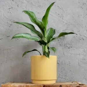 aglaonema-silver-king-rastlinkovo