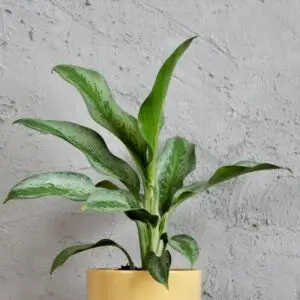 aglaonema-silver-king-rastlinkovo