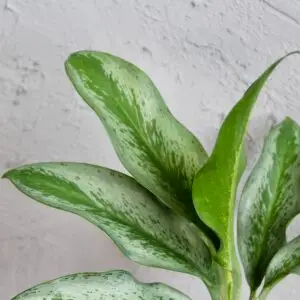 aglaonema-silver-king-rastlinkovo