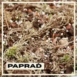rastlinkovo-substrat-papraď-rastlinkovo