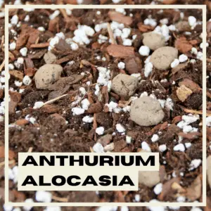 anthurium-alocasia-substrat-rastlinkovo