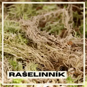 raselinnik-rastlinkovo