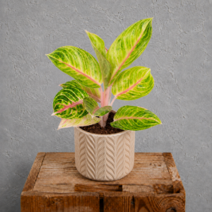 aglaonema-red-parakeet-rastlinkovo