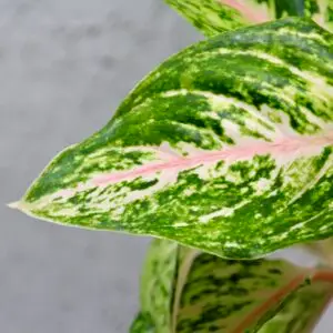aglaonema-romance-red-rastlinkovo