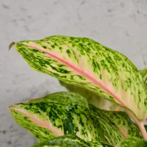 aglaonema-romance-red-rastlinkovo