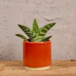 aloe-vera-variegata-rastlinkovo