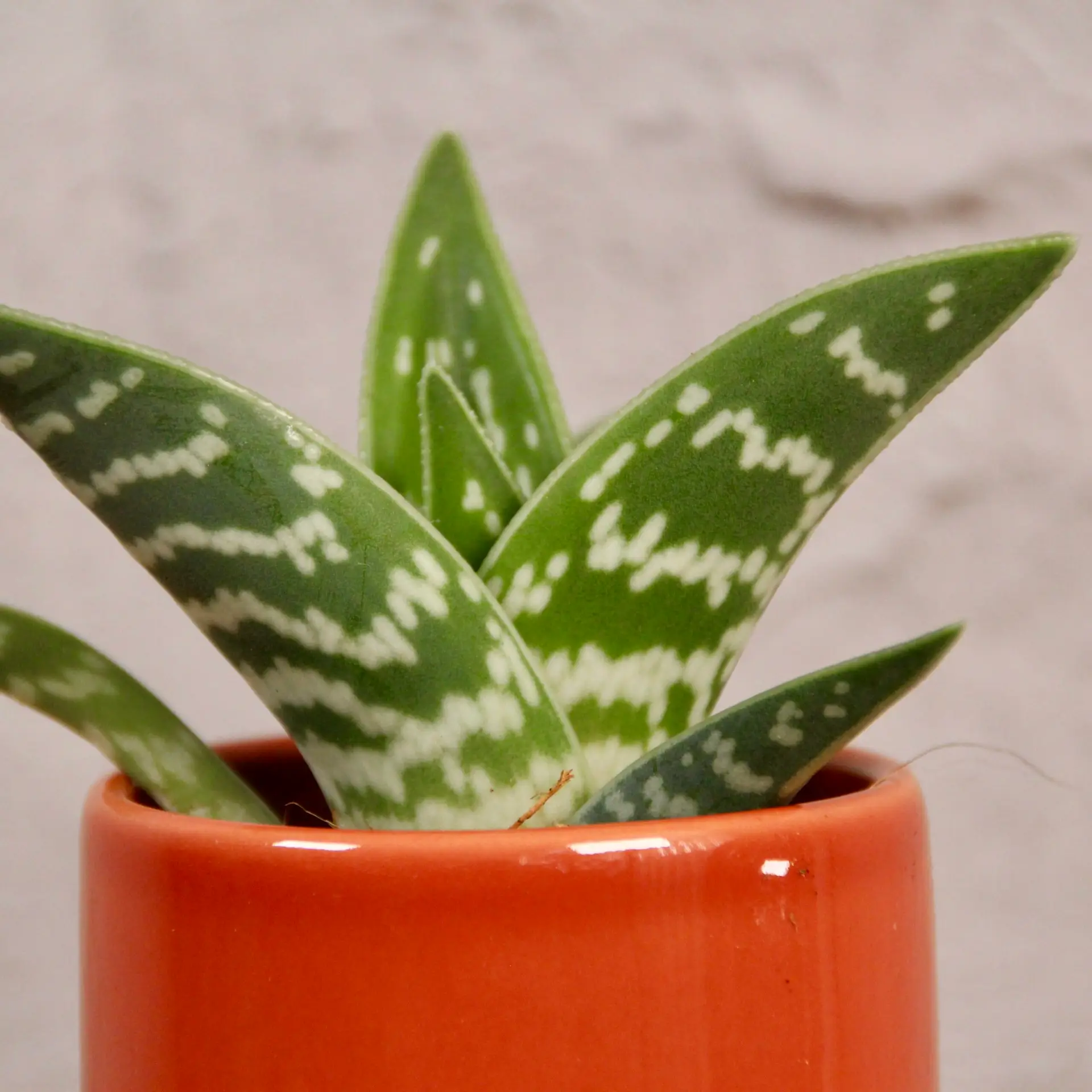 E-shop Aloe Vera variegata baby