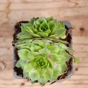 sempervivum-rita-jane-rastlinkovo