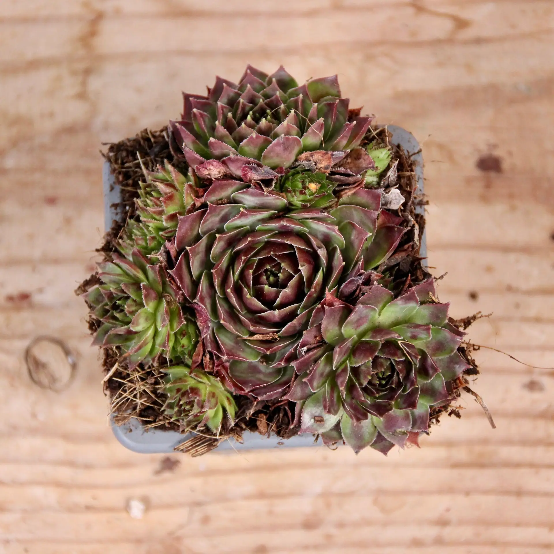 E-shop Sempervivum Starburst