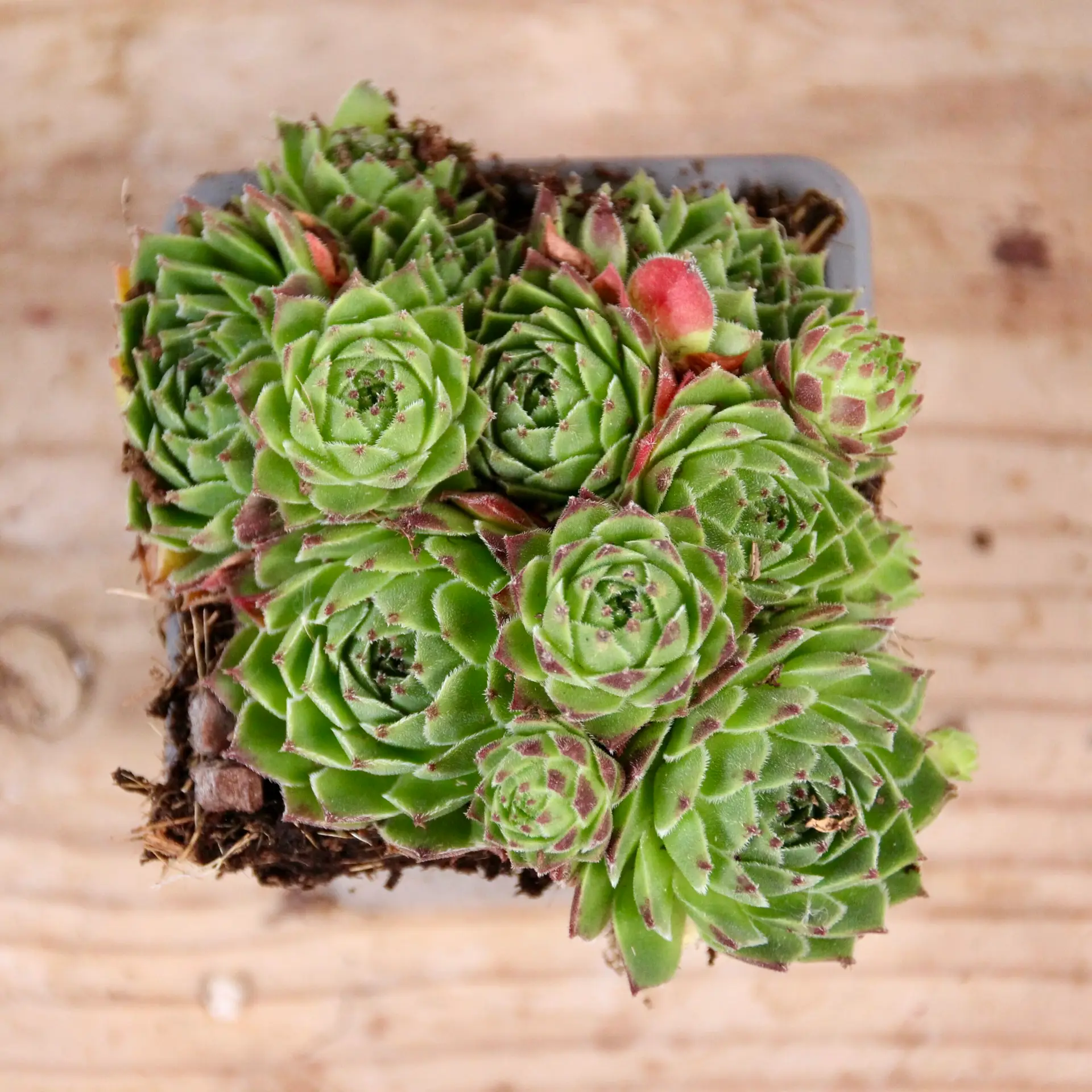E-shop Sempervivum Sundancer