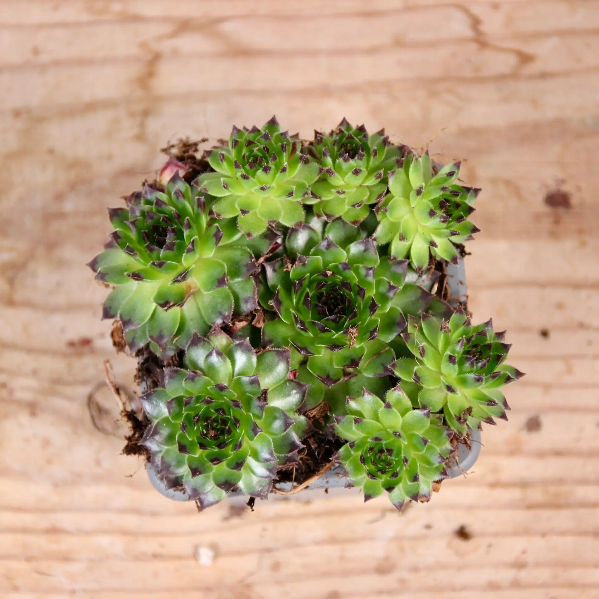 E-shop Sempervivum Reinhard