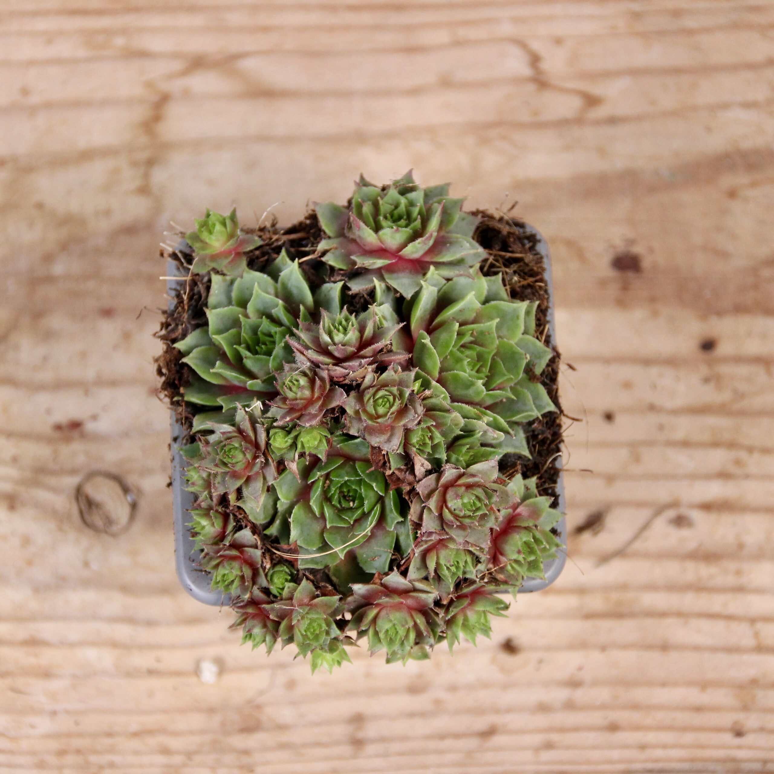 E-shop Sempervivum Purple Dazzler