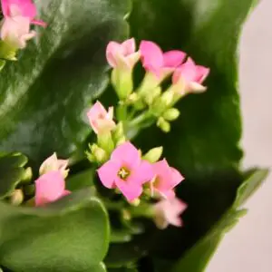 Rastlinkovo.sk - Rastlinkovo je kráľovstvo rastlÃn a doplnkov na ich pestovanie 40 kalanchoe-grandiva-rastlinkovo