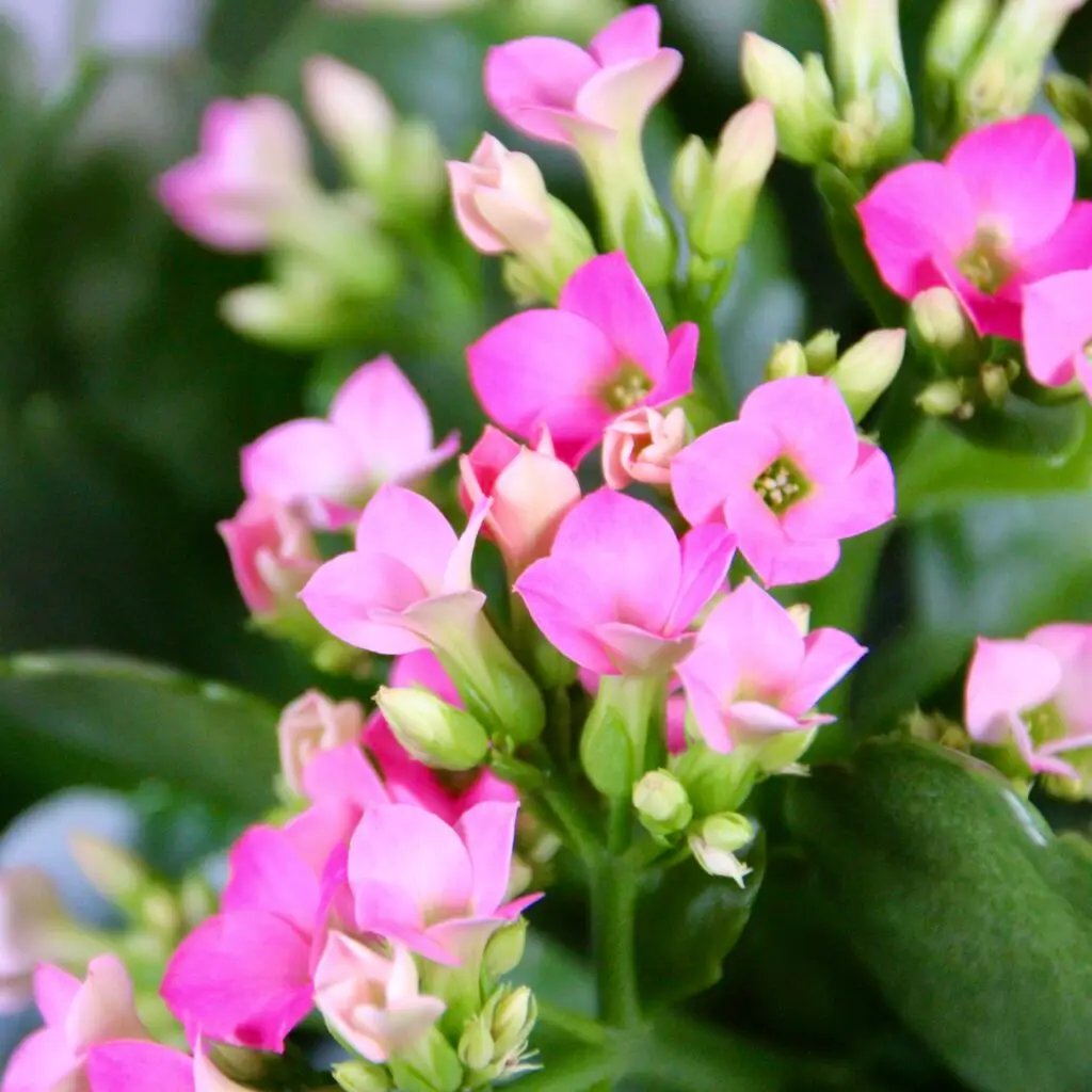 kalanchoe-grandiva-rastlinkovo