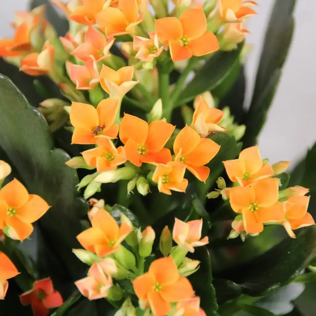 kalanchoe-grandiva-rastlinkovo