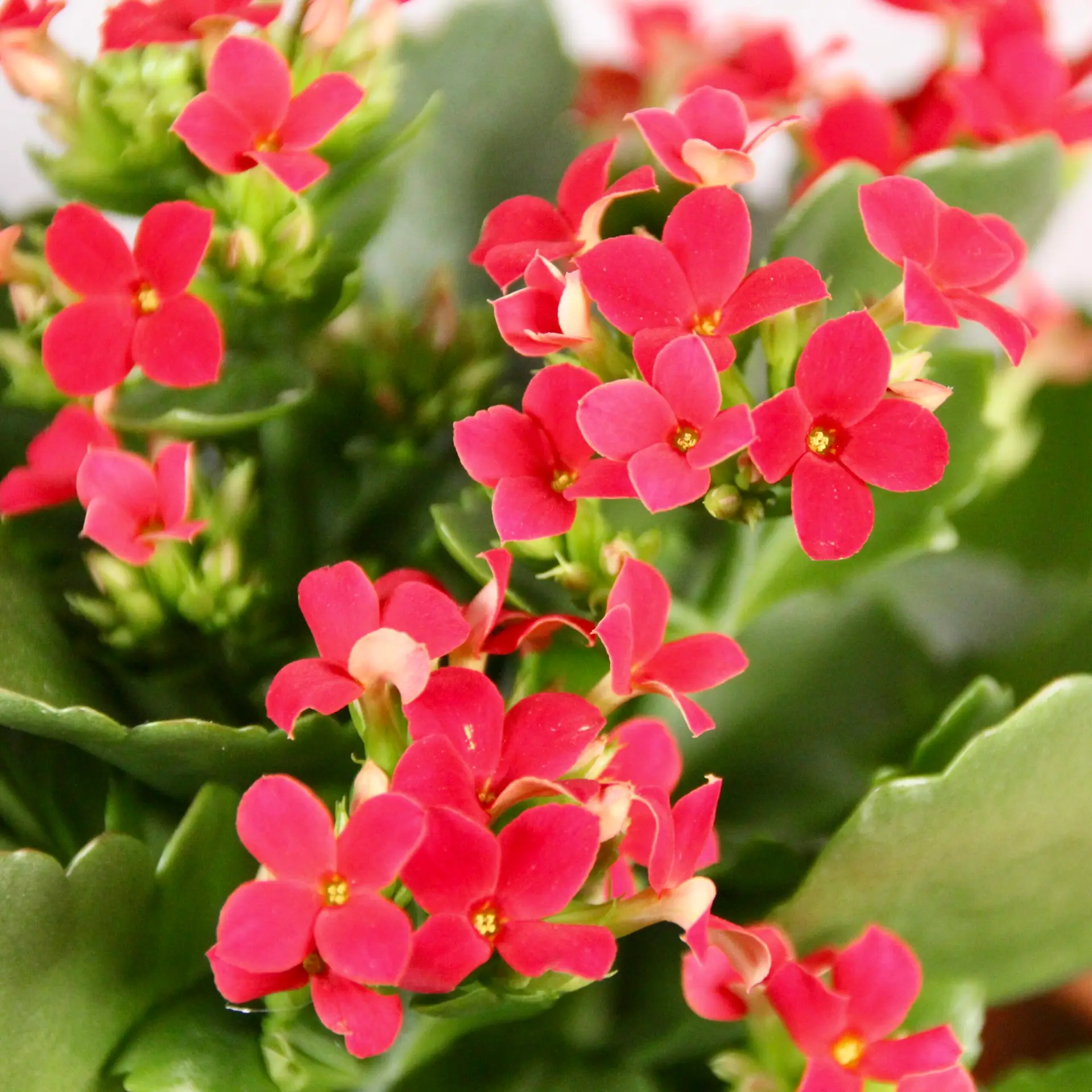 Kalanchoe Grandiva červené 3 kalanchoe-grandiva-rastlinkovo