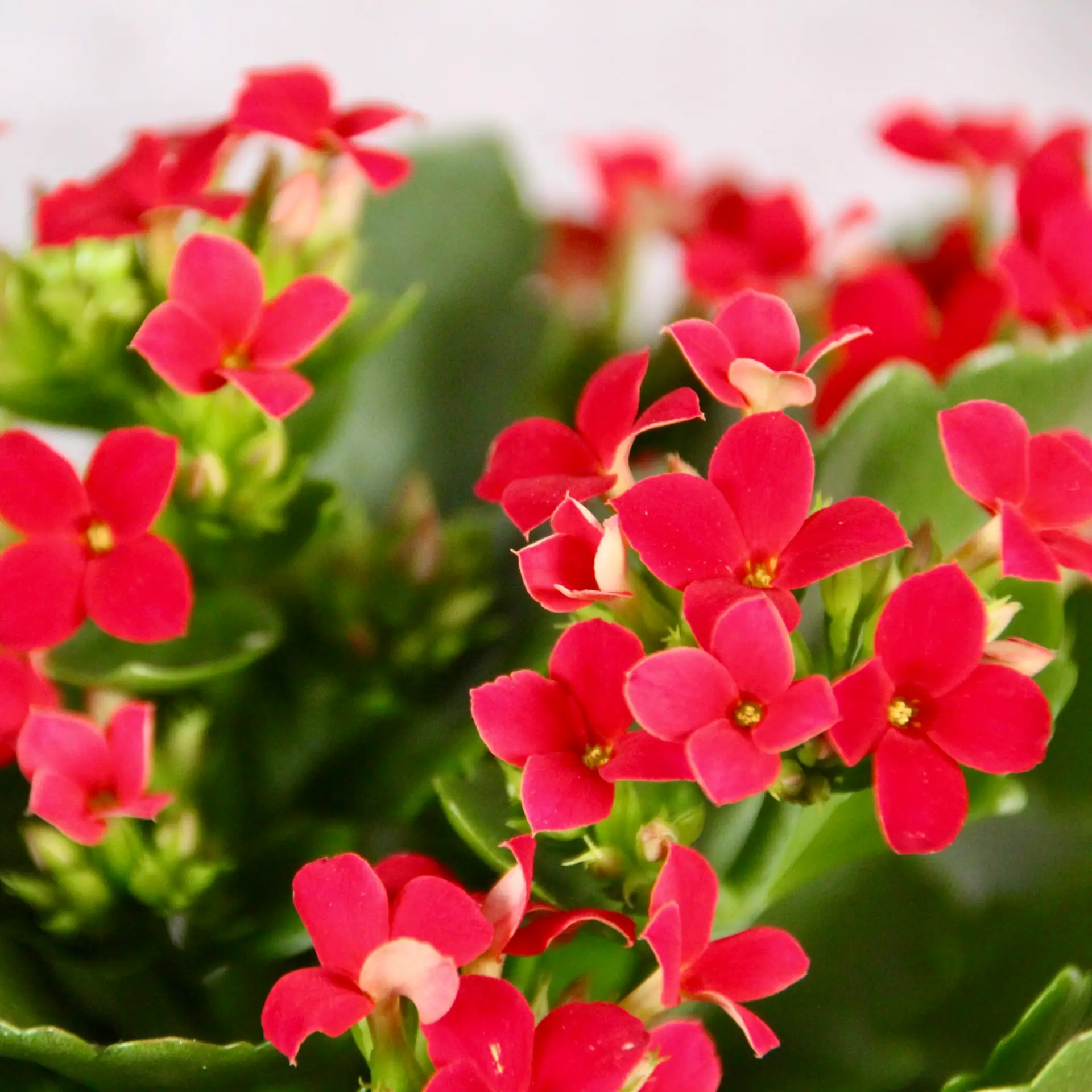 E-shop Kalanchoe Grandiva červené