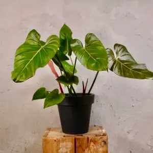 Philodendron-summer-glory-rastlinkovo
