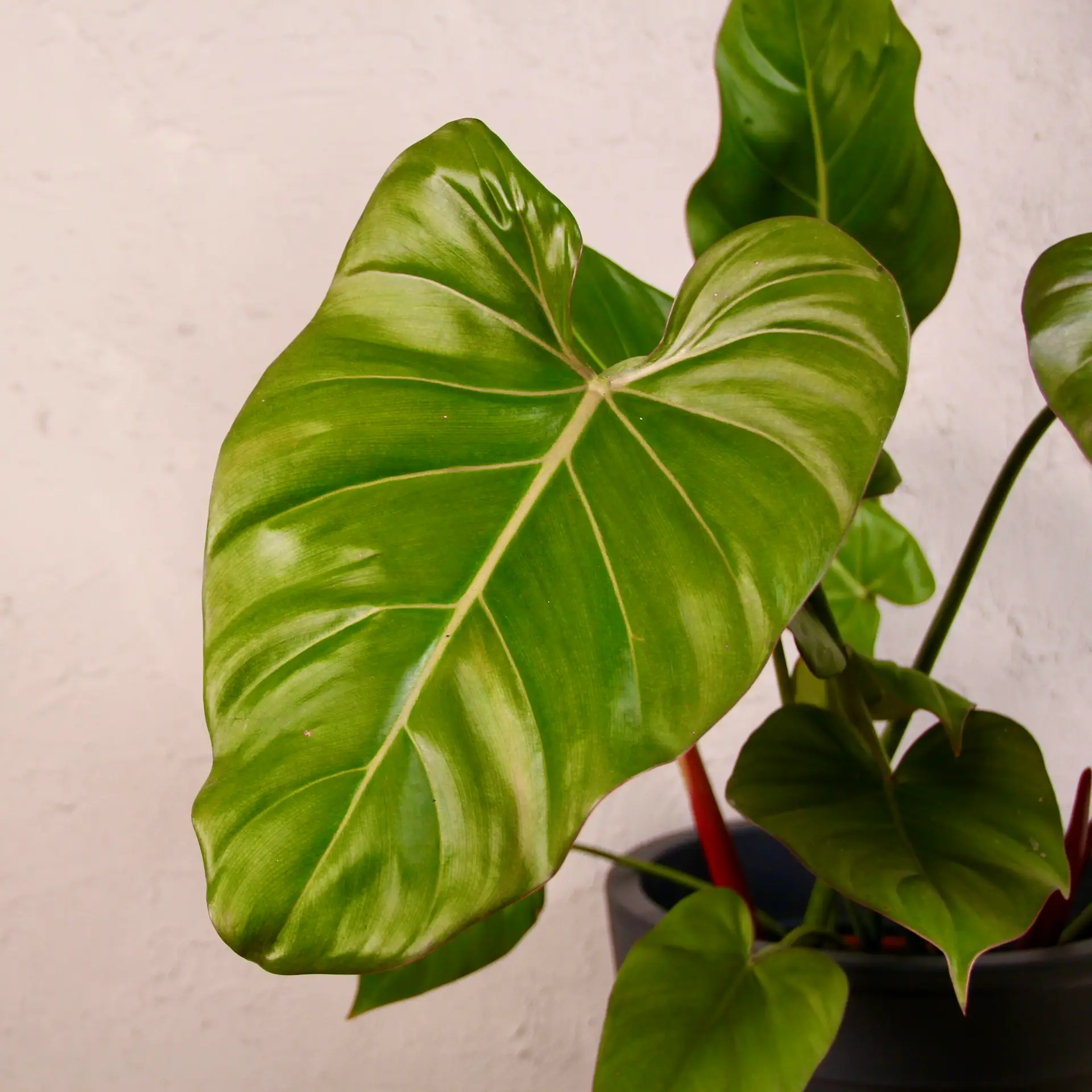 E-shop Philodendron Summer Glory veľký