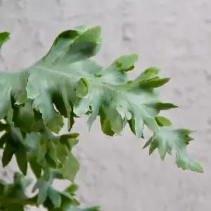 phlebodium-aureum-davana-rastlinkovo