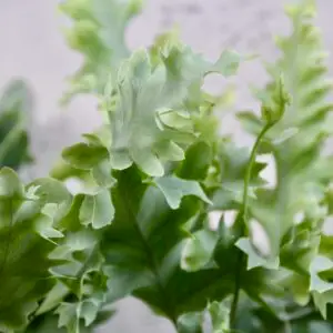 phlebodium-aureum-davana-rastlinkovo