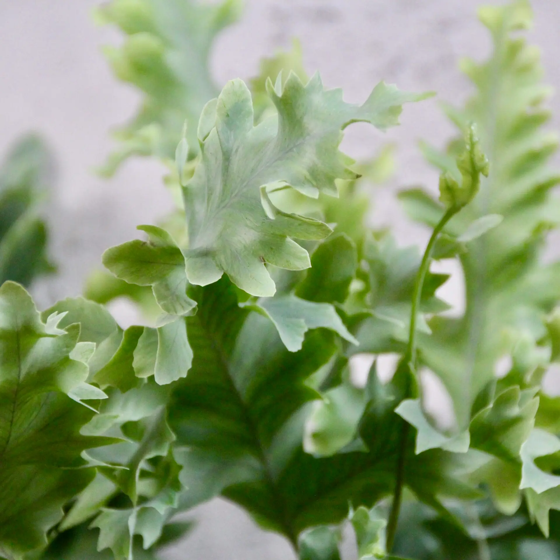 Phlebodium aureum Davana 2 phlebodium-aureum-davana-rastlinkovo