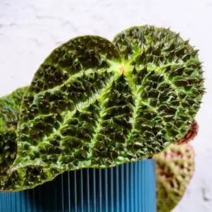 begonia-rex-ferox-rastlinkovo