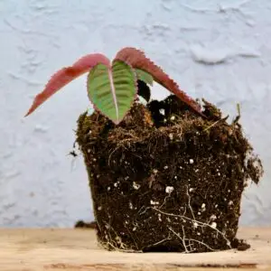 labisia-pumila-rastlinkovo