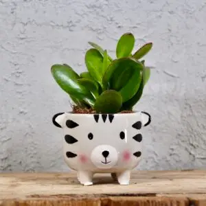 crassula-ovata-rastlinkovo