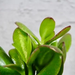 crassula-ovata-rastlinkovo