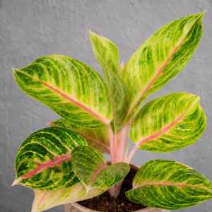 aglaonema-red-parakeet-rastlinkovo