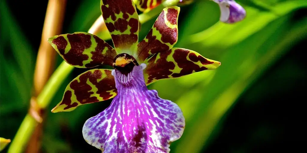 zygopetalum-orchidea-rastlinkovo