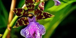 zygopetalum-orchidea-rastlinkovo