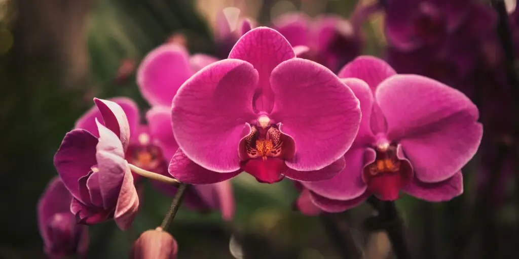 ako-prinutit-orchideu-kvitnut-orchidea-rastlinkovo
