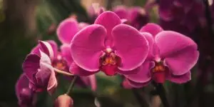 ako-prinutit-orchideu-kvitnut-orchidea-rastlinkovo