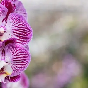 orchidea-rastlinkovo