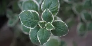 panasovany-nadchovnik-rastlinkovo