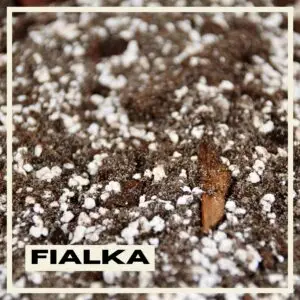 substrat-fialka-rastlinkovo