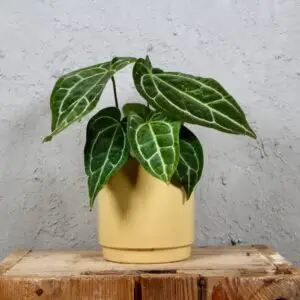 Anthurium-crystallinum-rastlinkovo