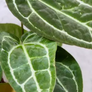 Anthurium-crystallinum-rastlinkovo