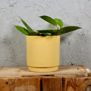 hoya-callistophylla-rastlinkovo