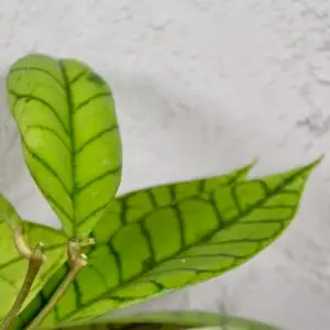 hoya-callistophylla-rastlinkovo