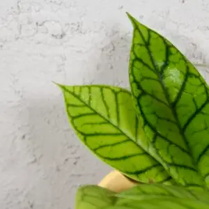 hoya-callistophylla-rastlinkovo