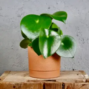 peperomia-raindrop-rastlinkovo