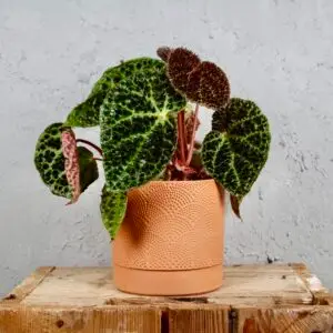 begonia-rex-ferox-rastlinkovo