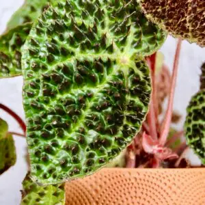 begonia-rex-ferox-rastlinkovo