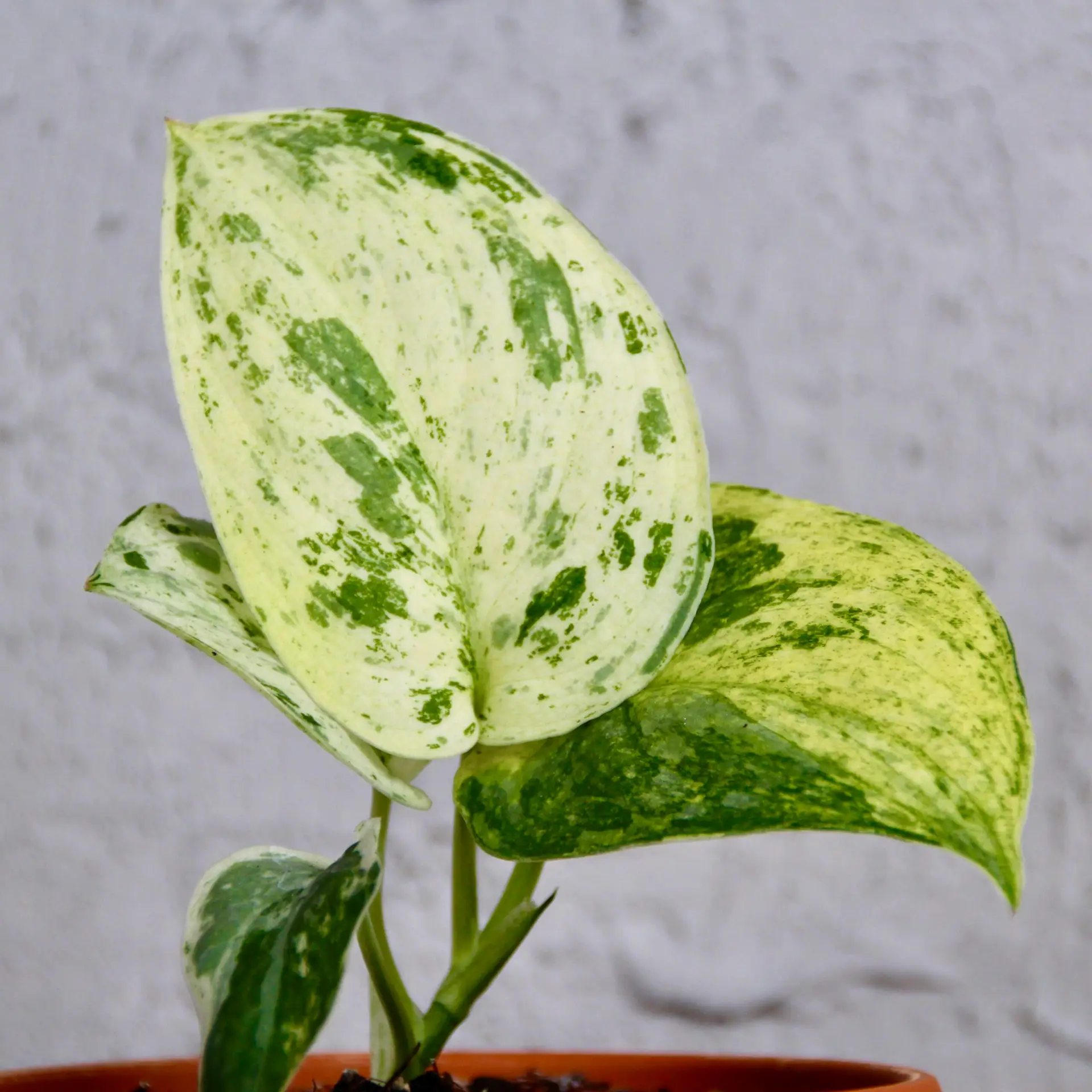 Scindapsus Jade Satin marble variegata 1 scindapsus-jade-satin-marble-rastlinkovo