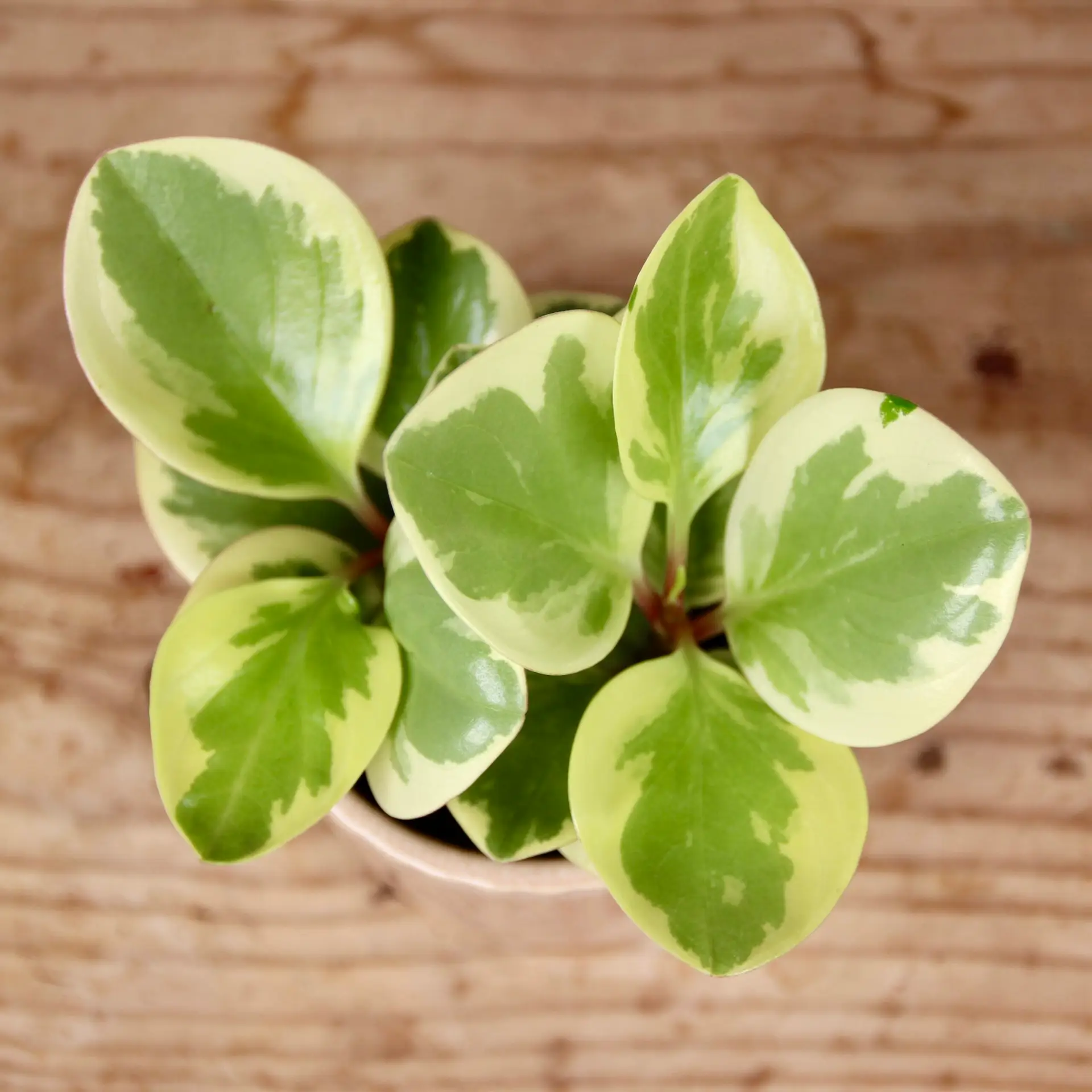 E-shop Peperomia bicolor baby