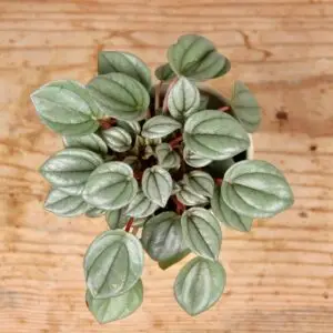peperomia-milano-rastlinkovo