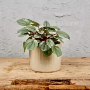 peperomia-milano-rastlinkovo